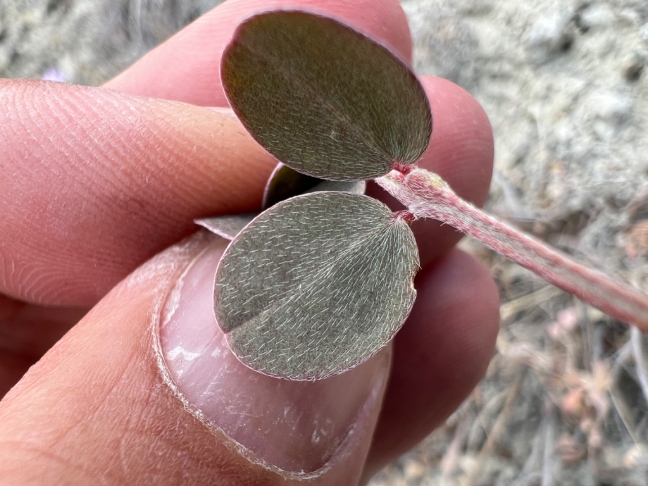 Astragalus germanicopolitanus