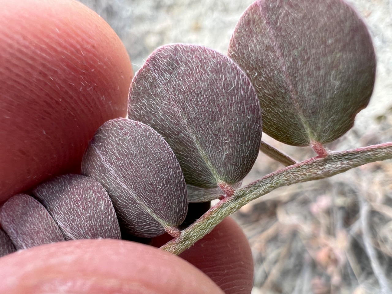 Astragalus germanicopolitanus