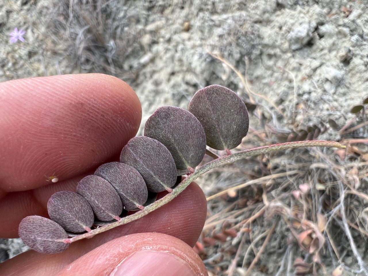 Astragalus germanicopolitanus