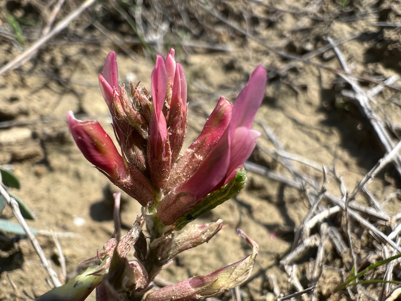 Astragalus germanicopolitanus