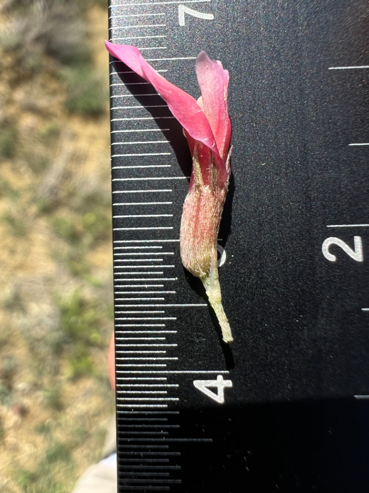 Astragalus germanicopolitanus