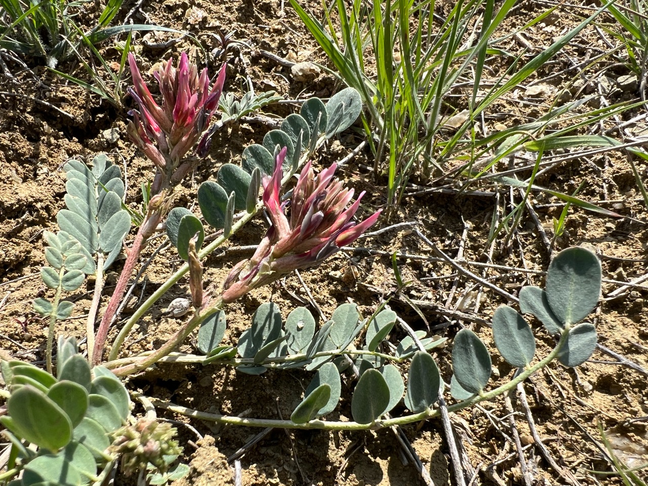 Astragalus germanicopolitanus