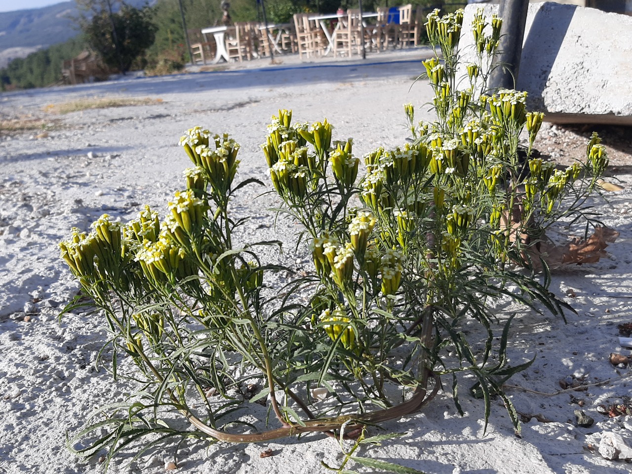 Tagetes minuta