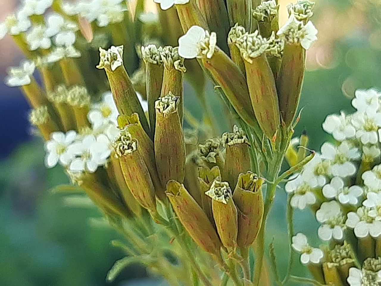 Tagetes minuta