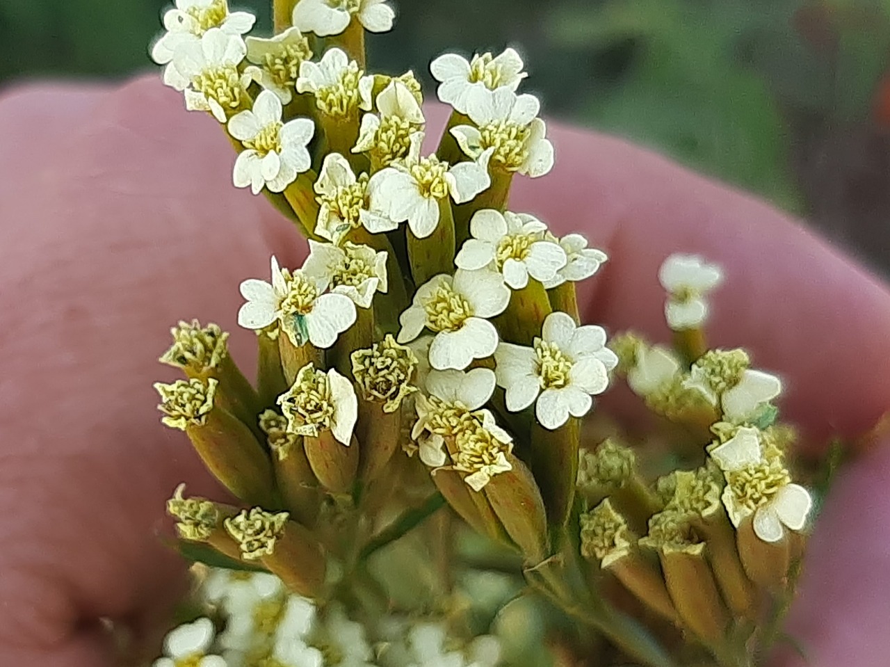 Tagetes minuta