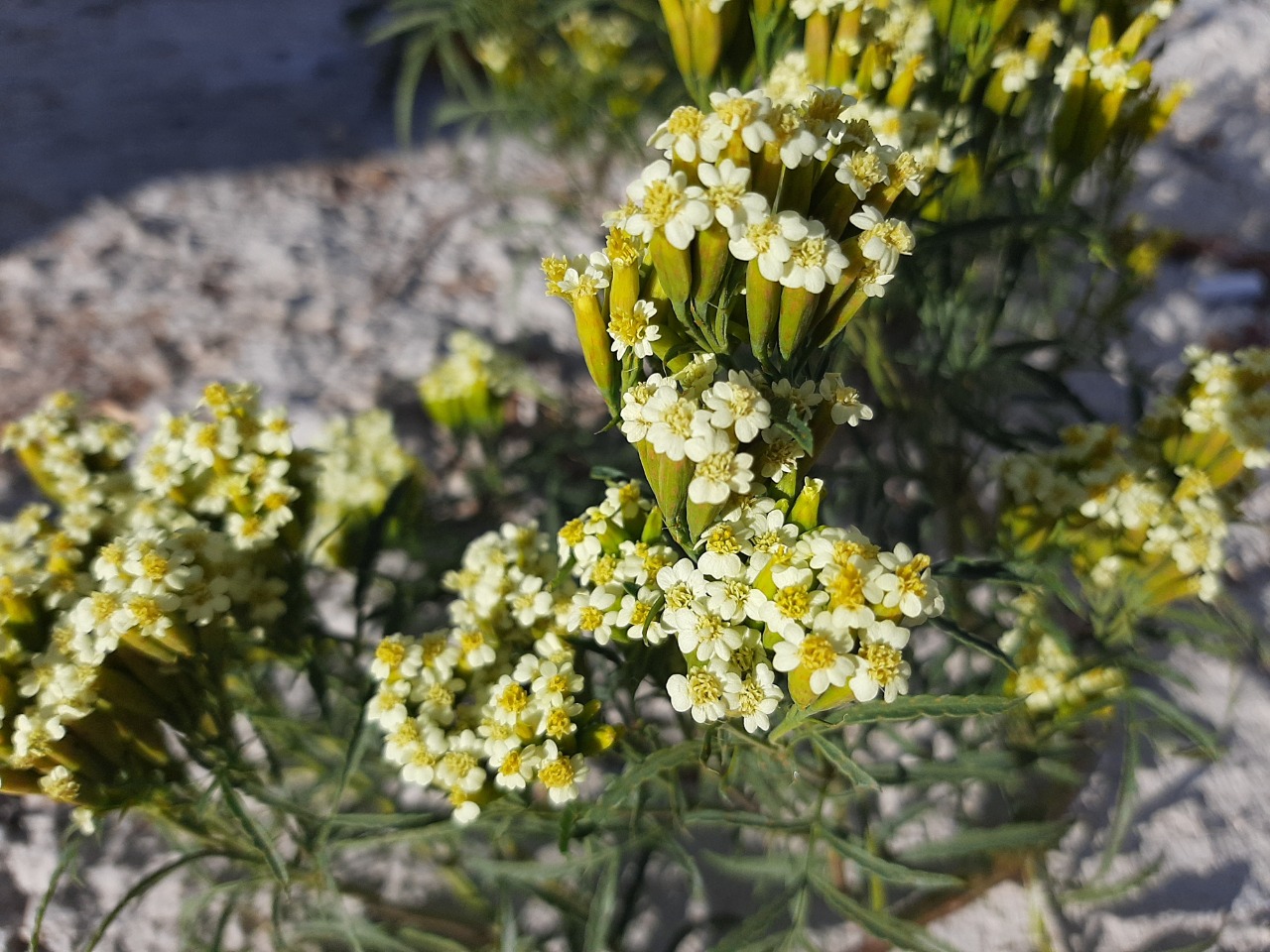 Tagetes minuta