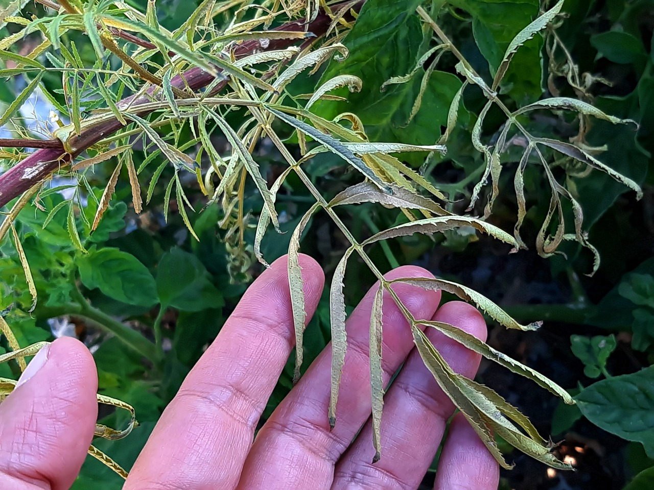 Tagetes minuta