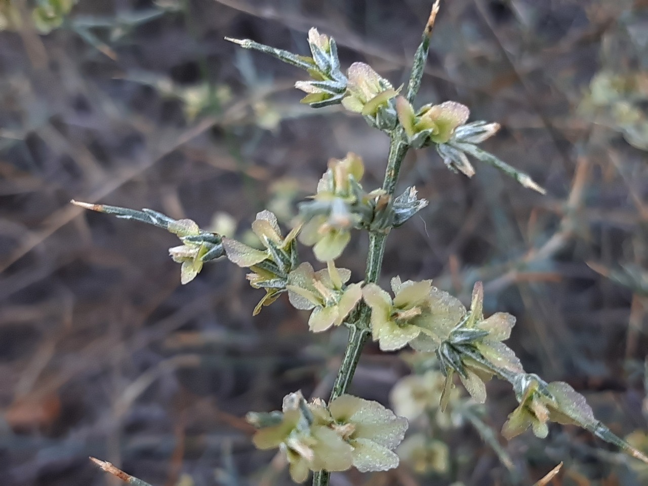 Noaea mucronata