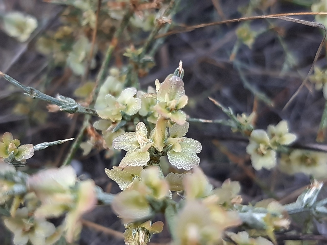 Noaea mucronata
