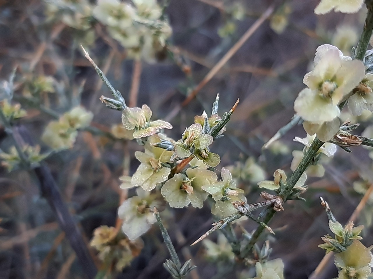 Noaea mucronata