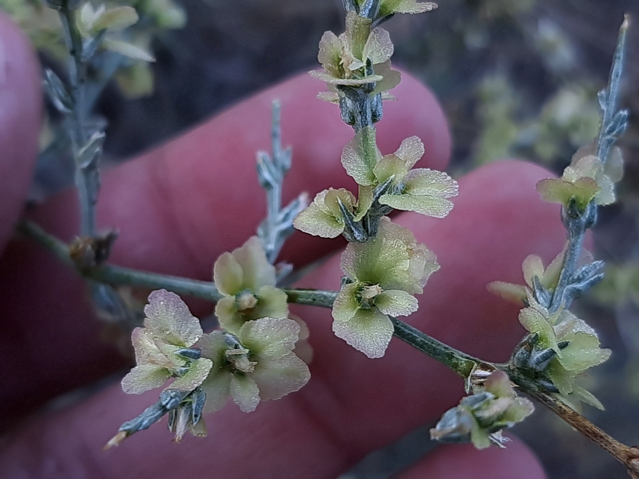 Noaea mucronata