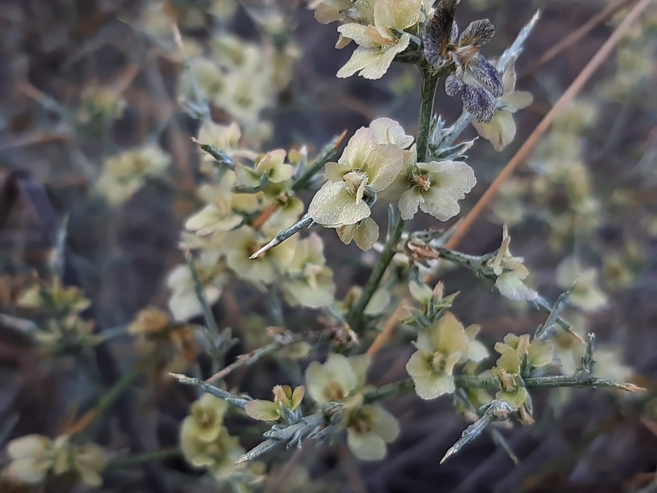 Noaea mucronata