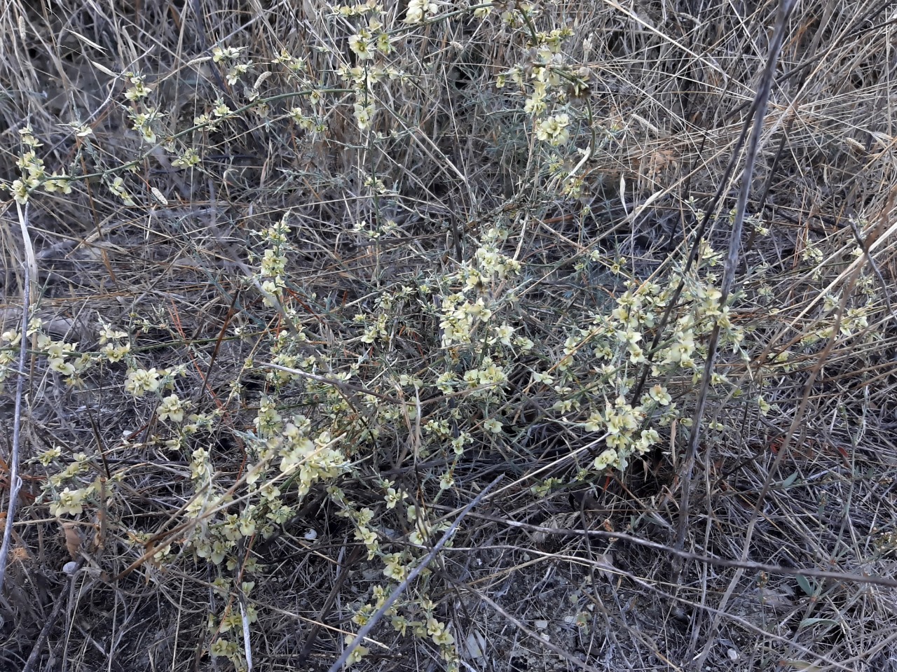 Noaea mucronata