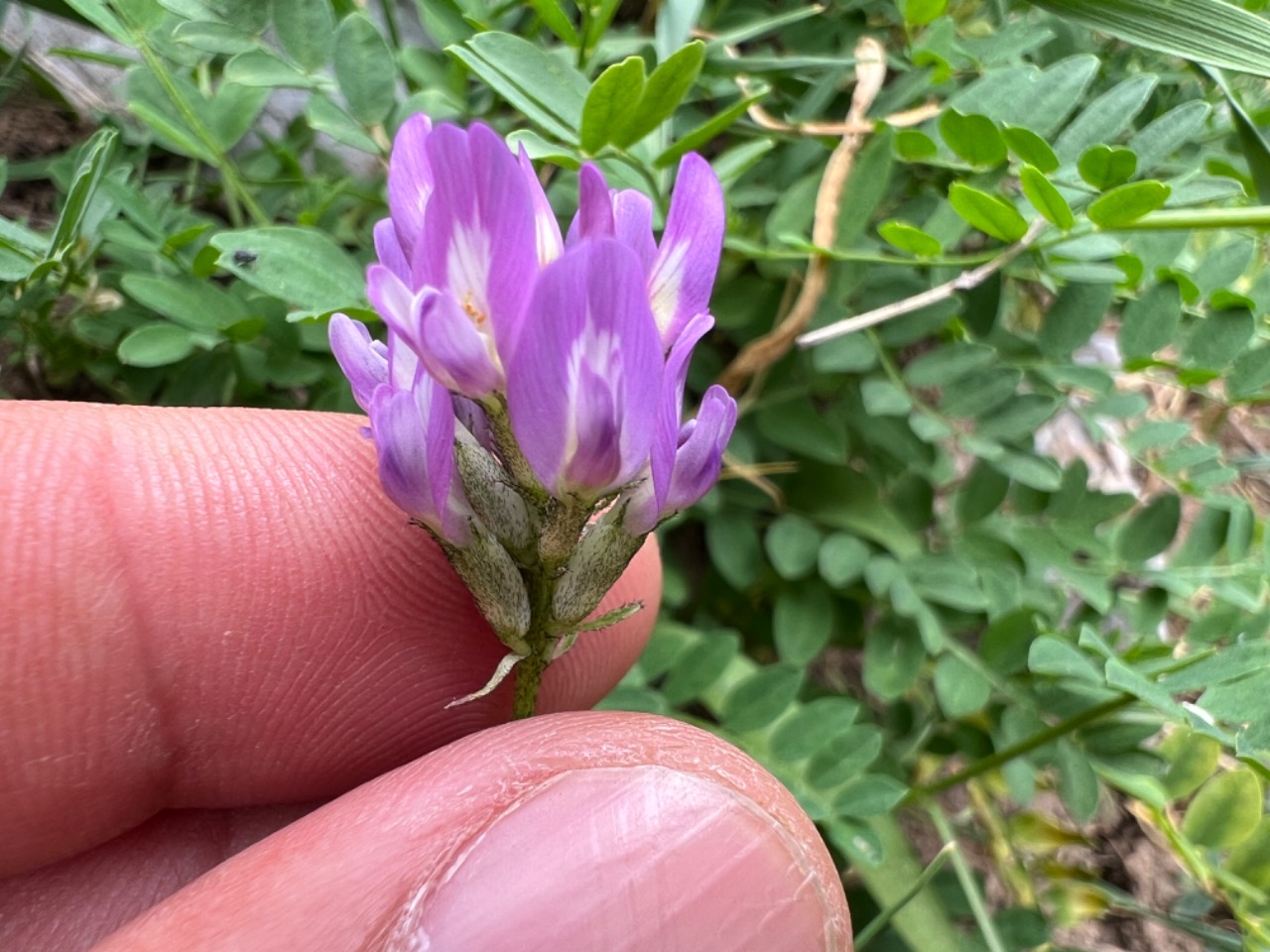 Astragalus siliquosus