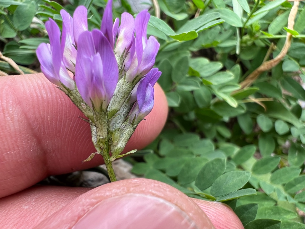 Astragalus siliquosus