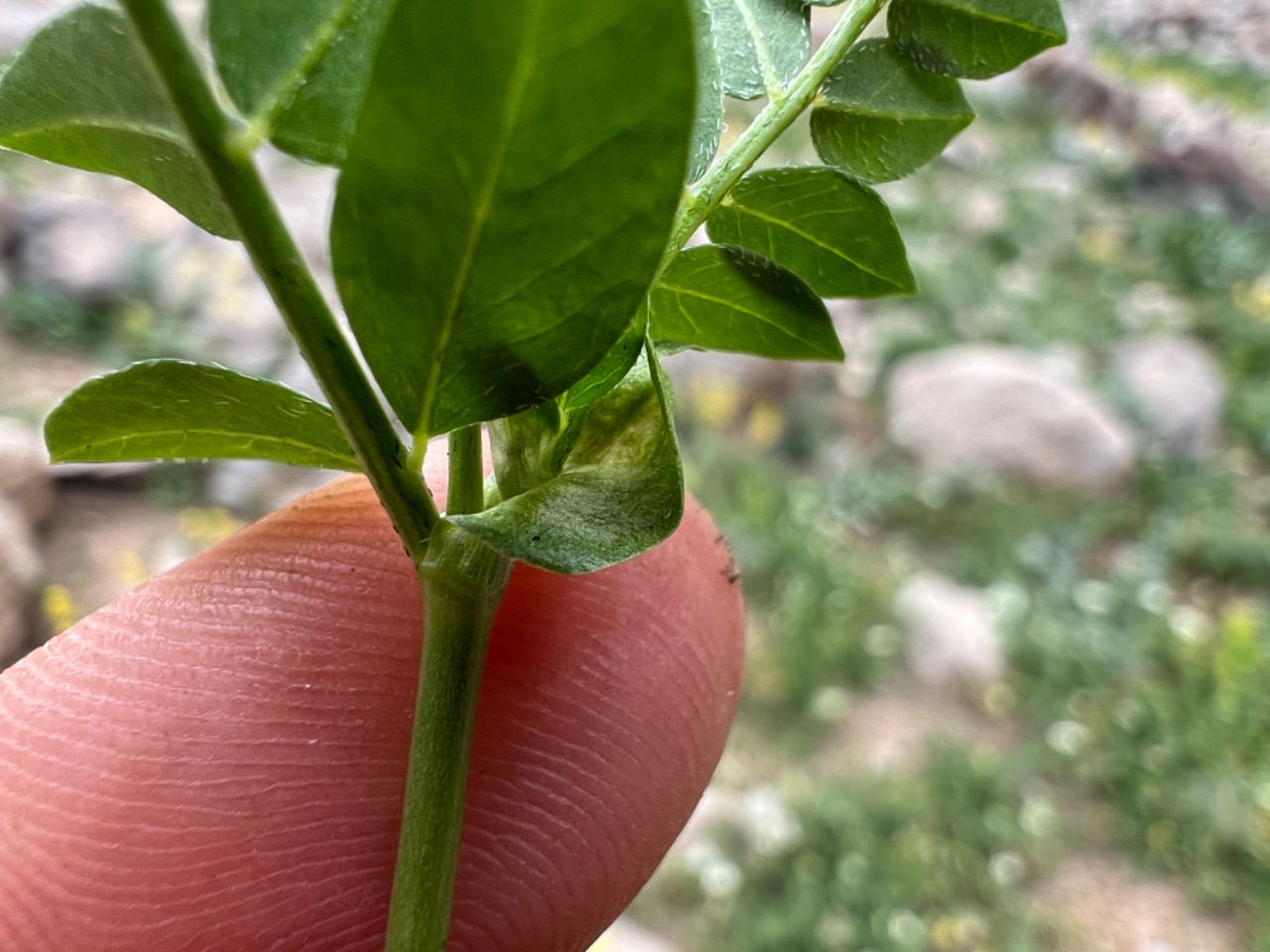 Astragalus siliquosus