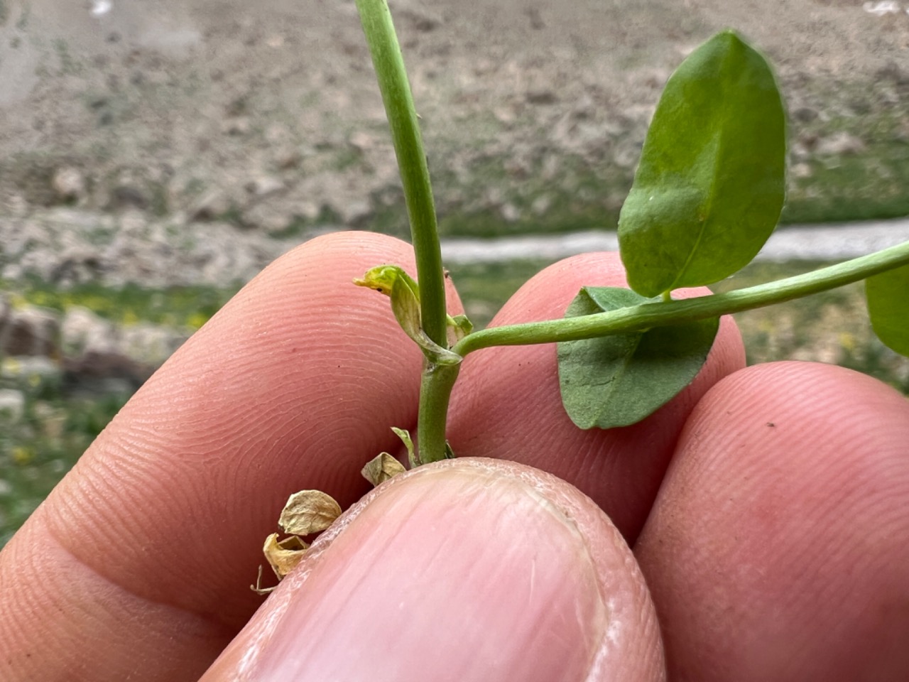 Astragalus siliquosus