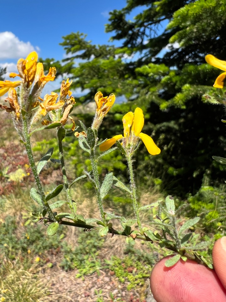 Genista januensis