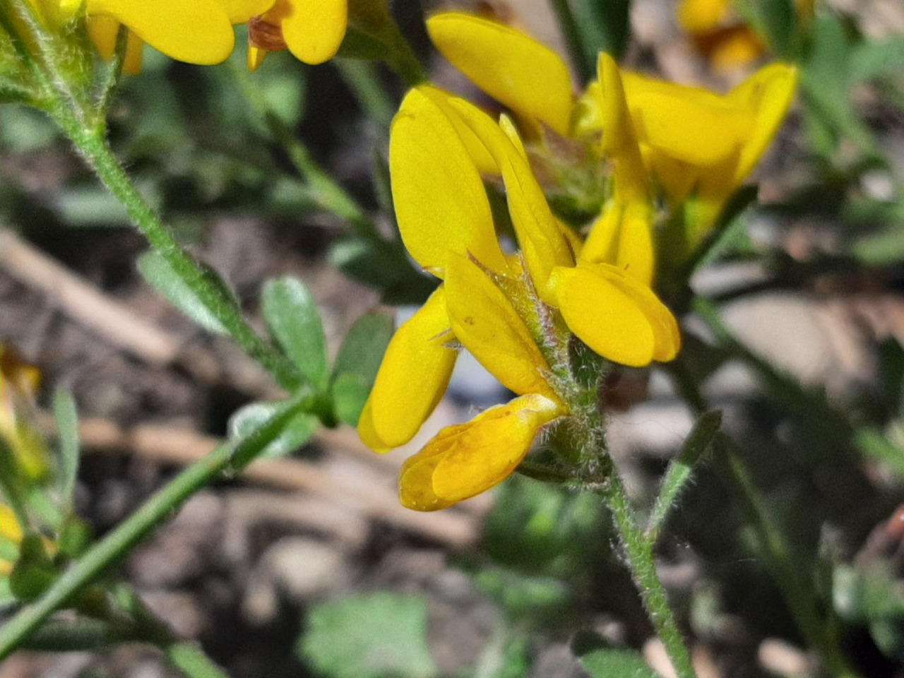 Genista januensis