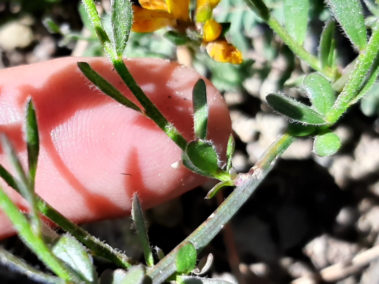 Genista januensis