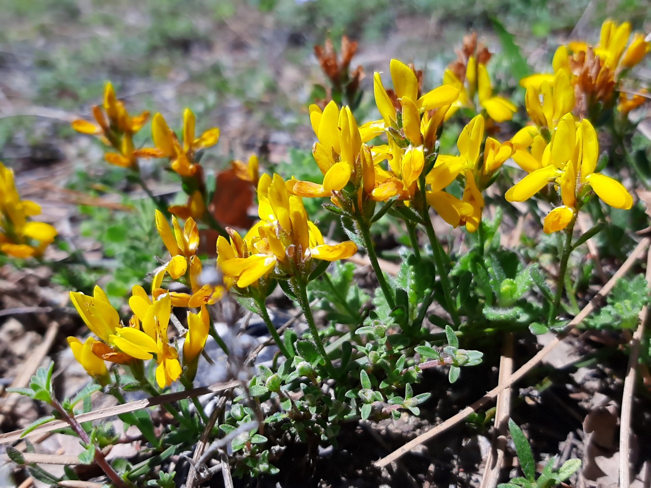 Genista januensis