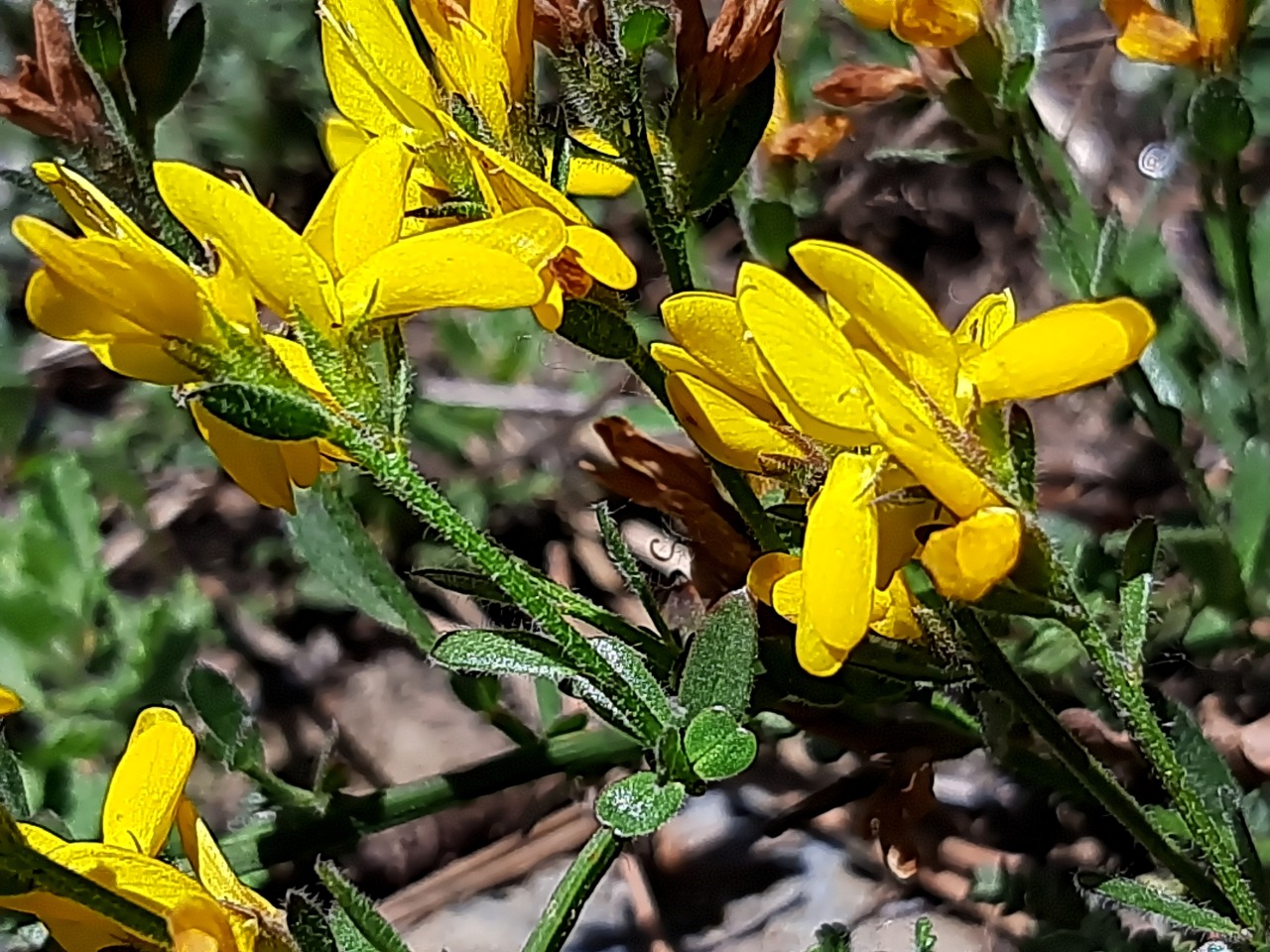 Genista januensis