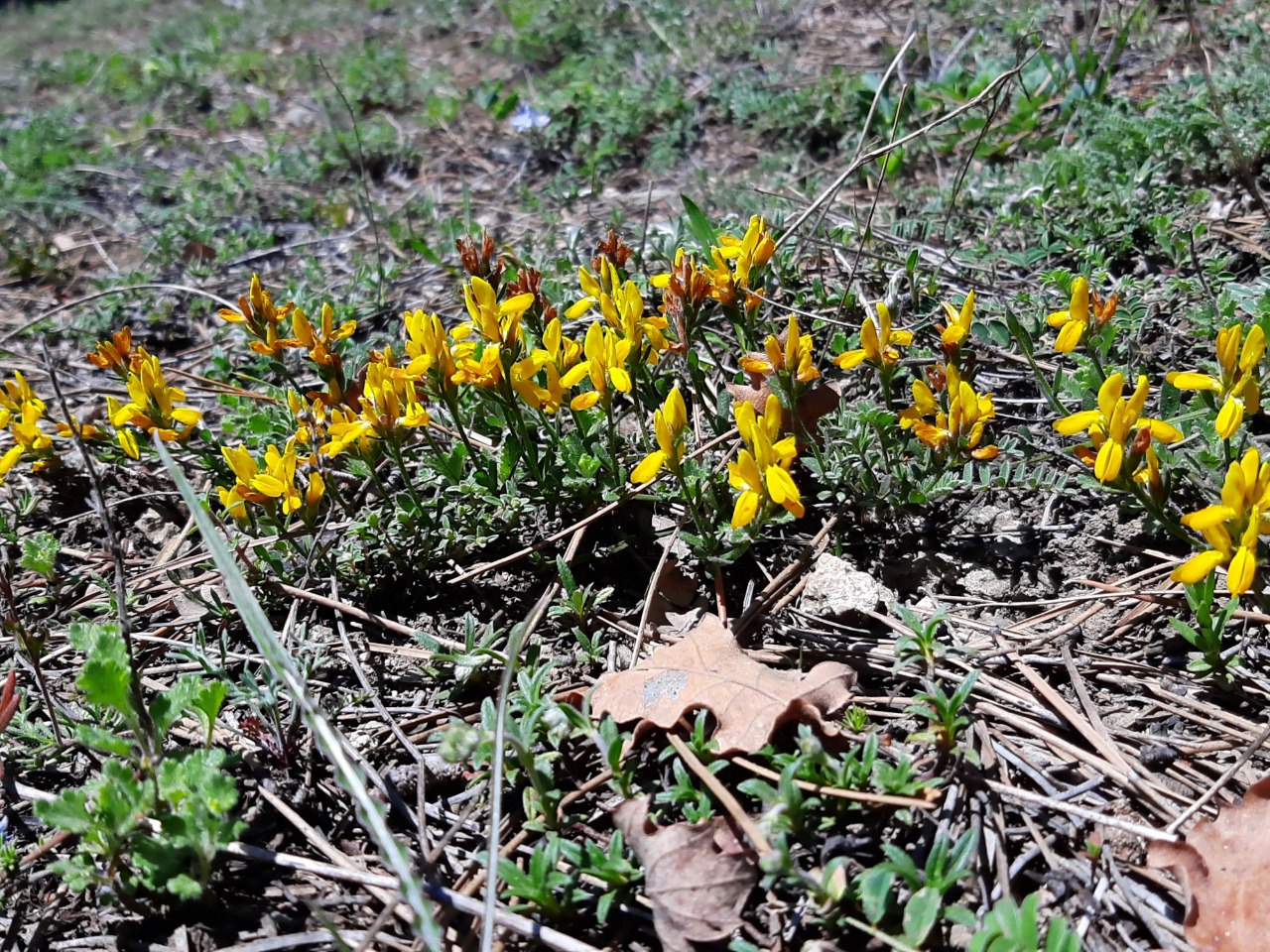 Genista januensis