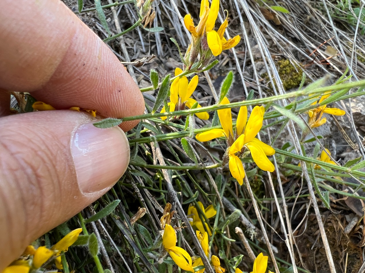 Genista januensis