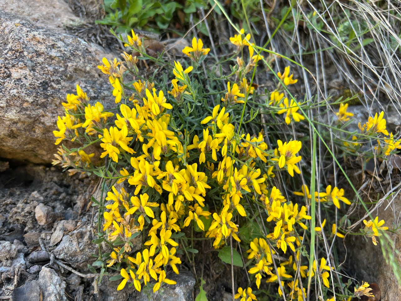 Genista januensis