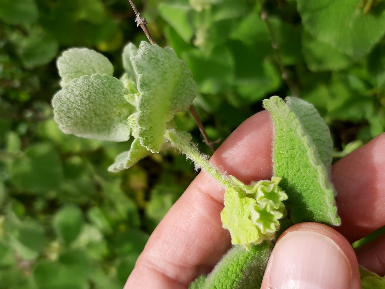 Ballota pseudodictamnus subsp. lycia