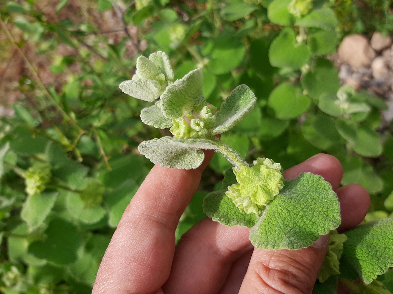 Ballota pseudodictamnus subsp. lycia