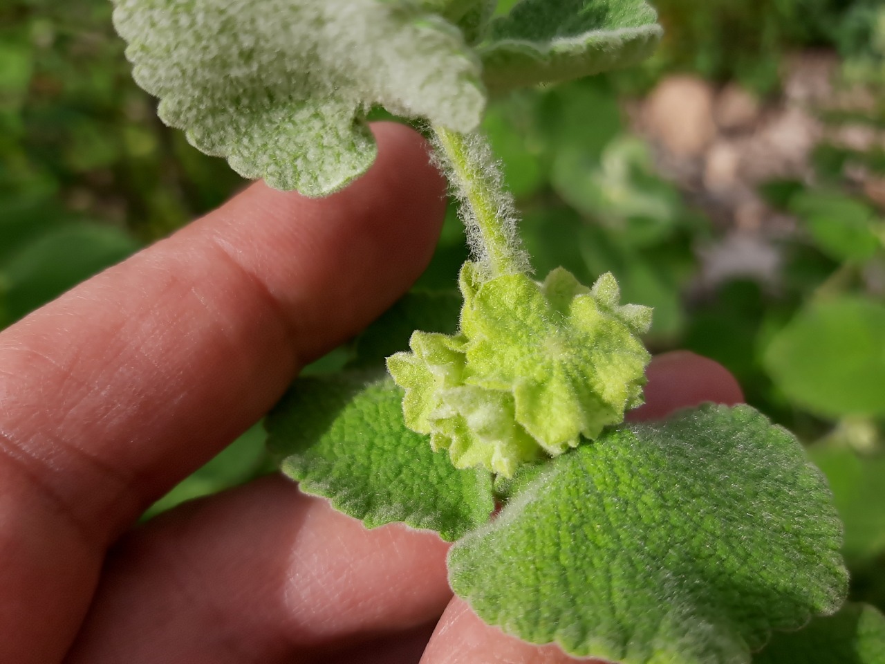 Ballota pseudodictamnus subsp. lycia