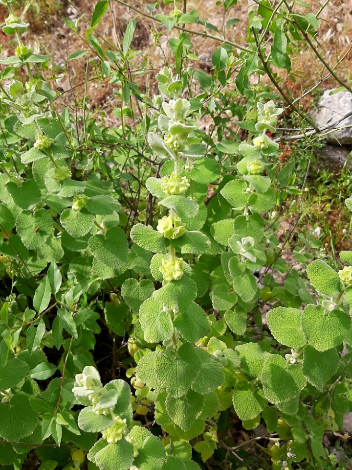 Ballota pseudodictamnus subsp. lycia