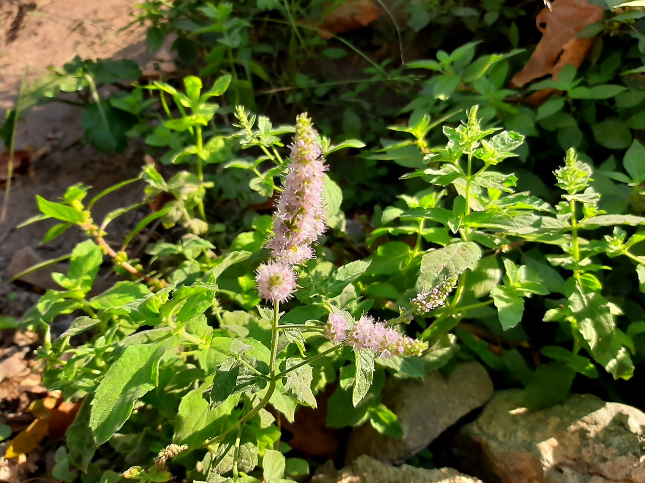 Mentha spicata