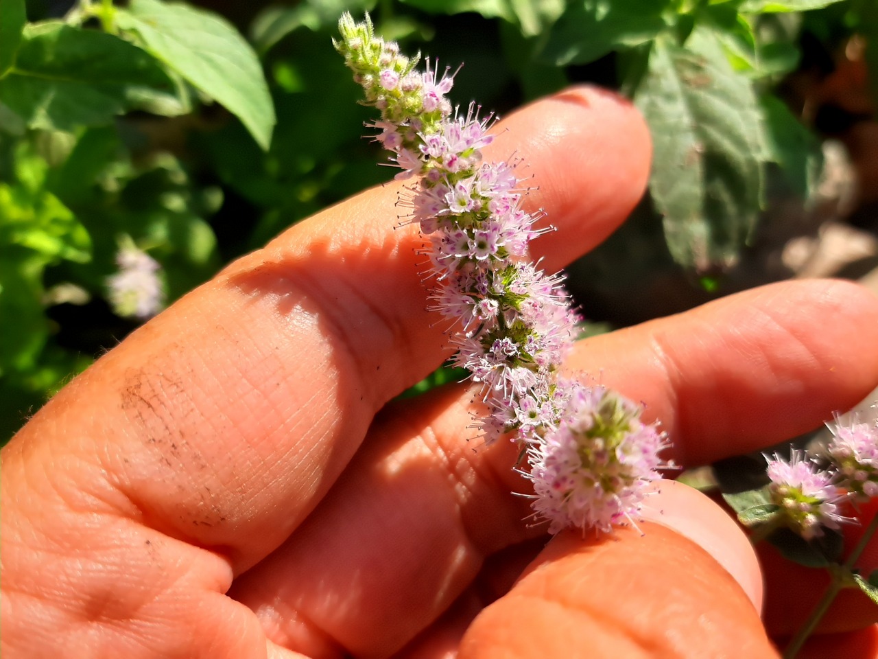 Mentha spicata