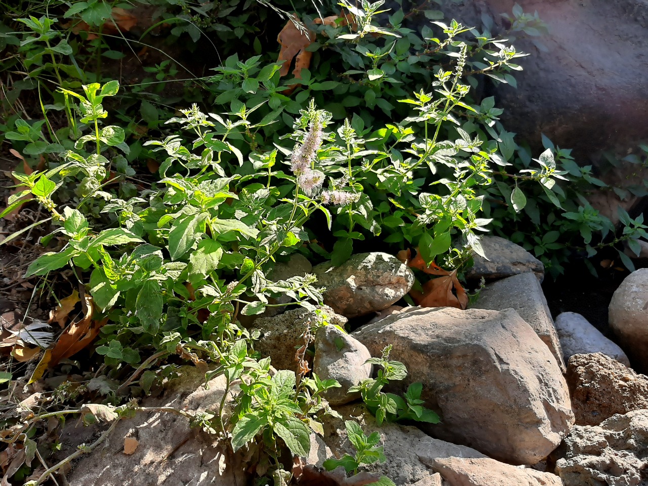 Mentha spicata