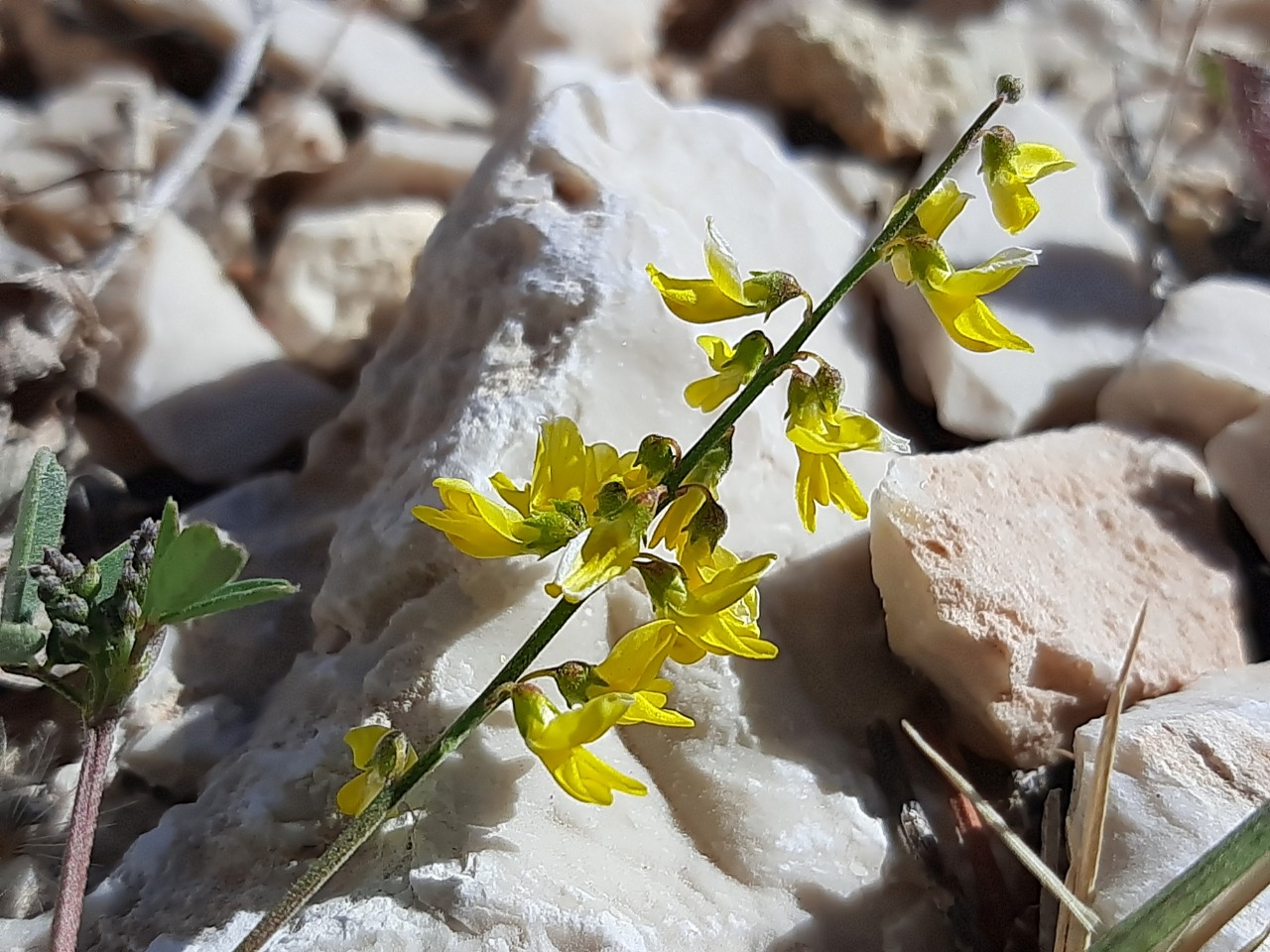 Melilotus neapolitanus