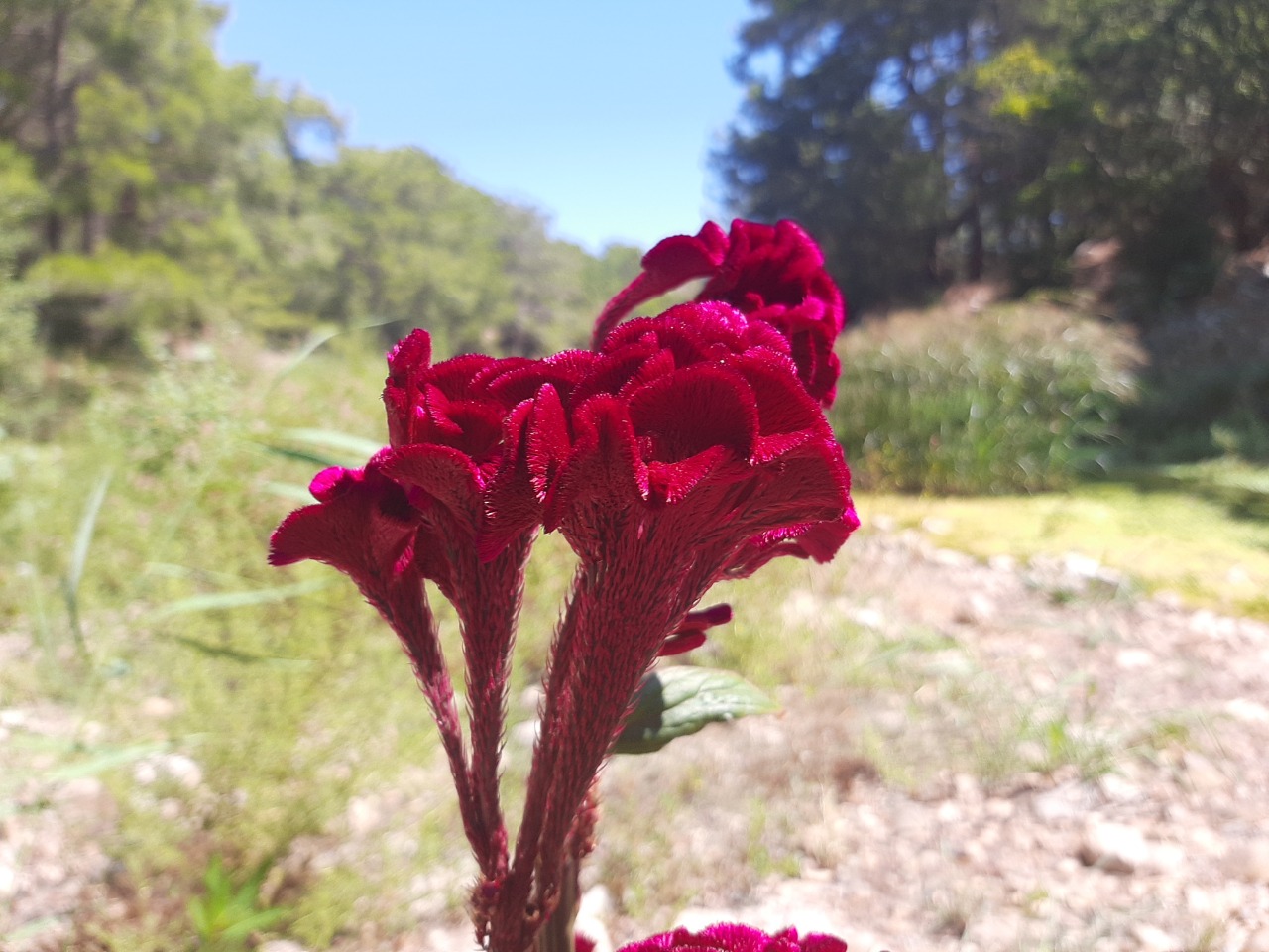 Celosia argentea