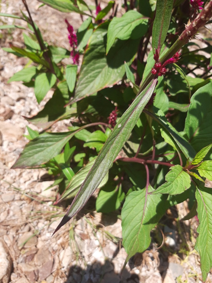 Celosia argentea