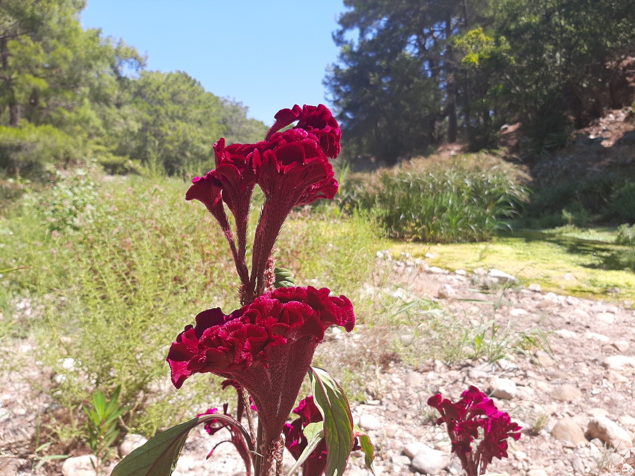 Celosia argentea