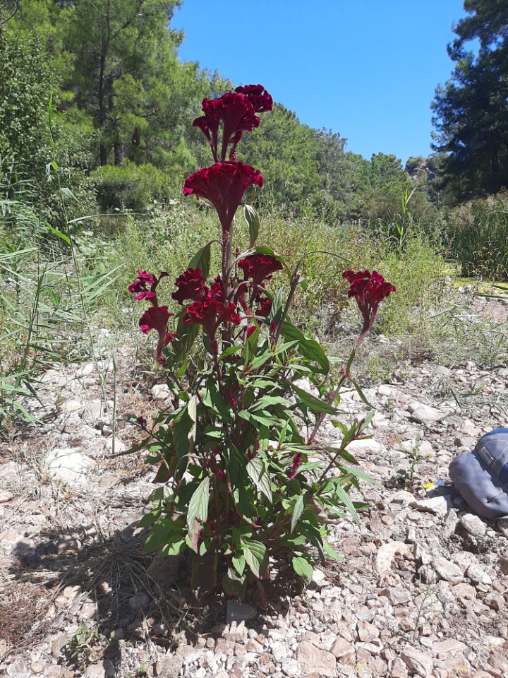 Celosia argentea