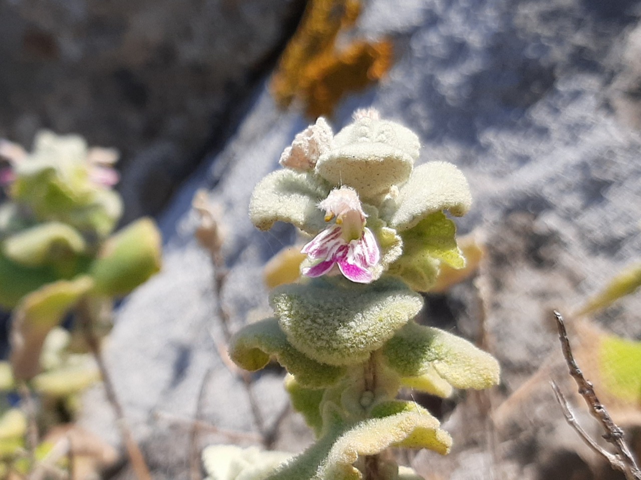 Pseudodictamnus acetabulosus