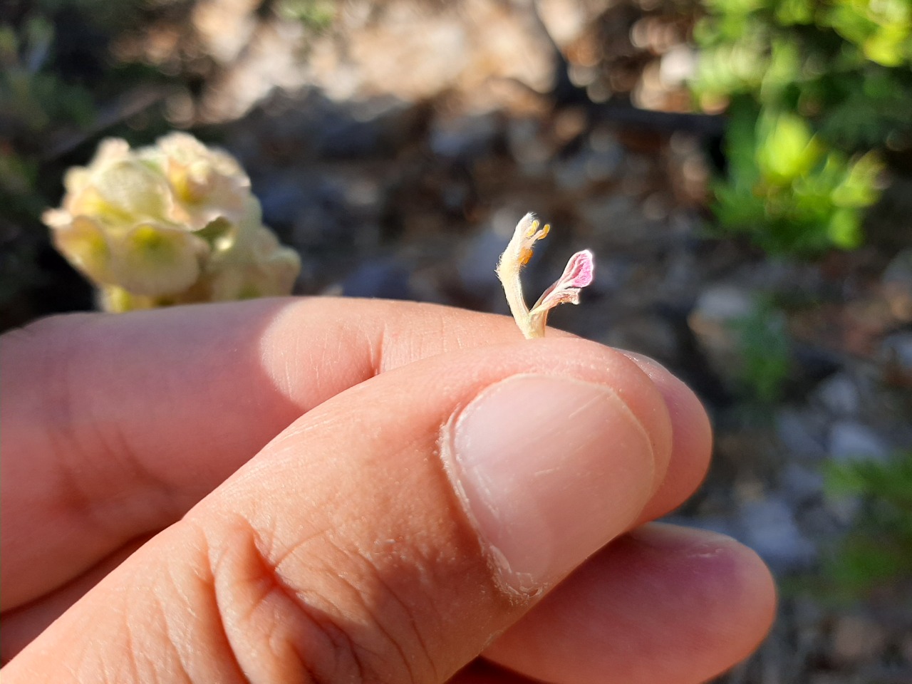 Pseudodictamnus acetabulosus