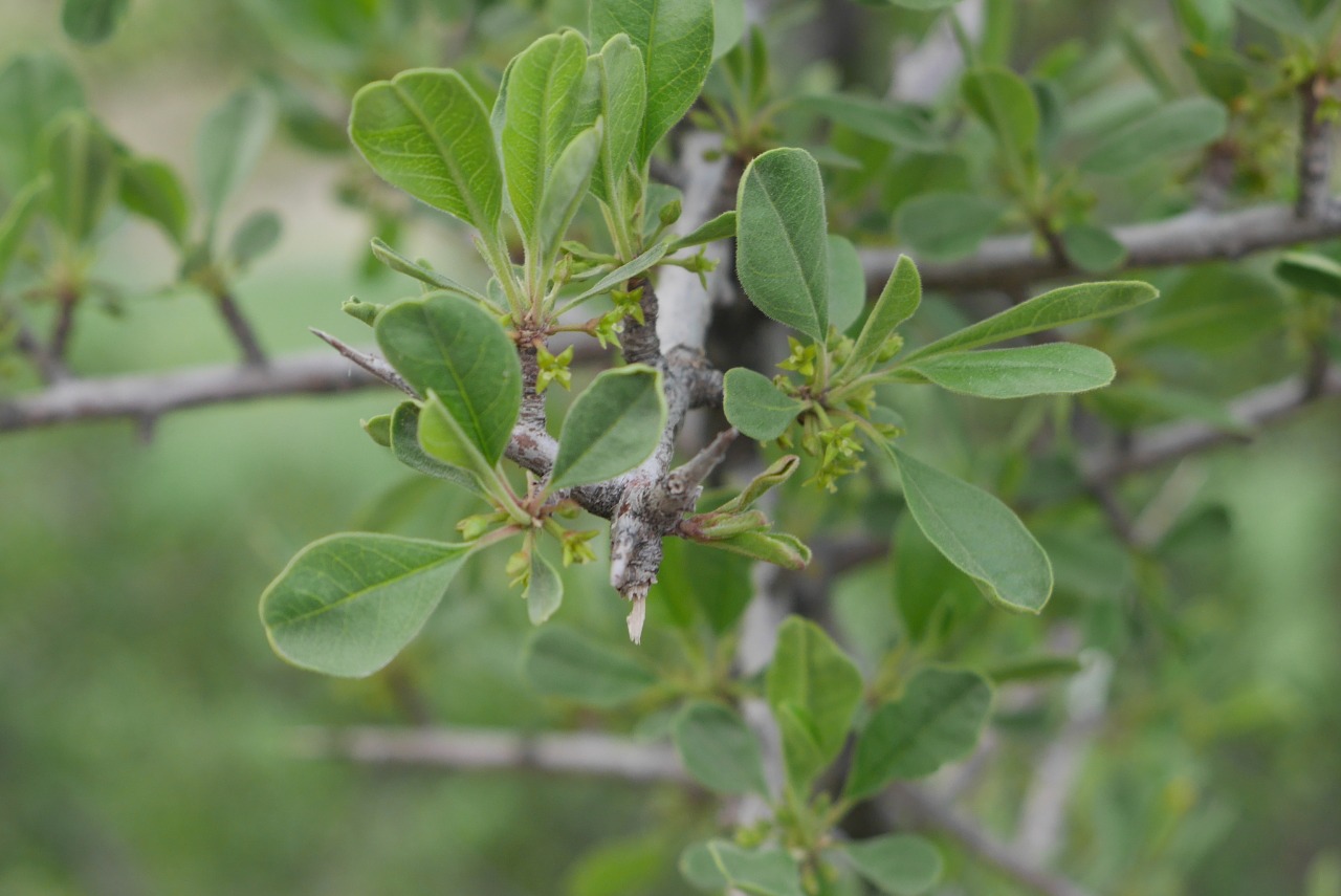 Rhamnus hirtella