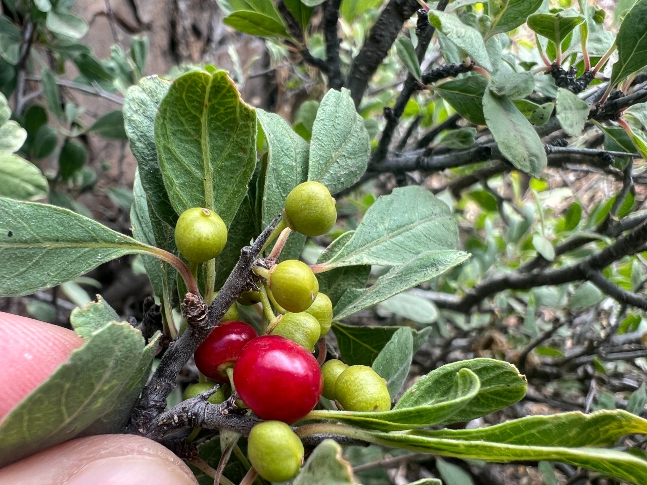 Rhamnus kurdica