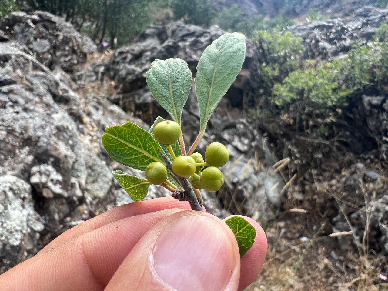 Rhamnus kurdica