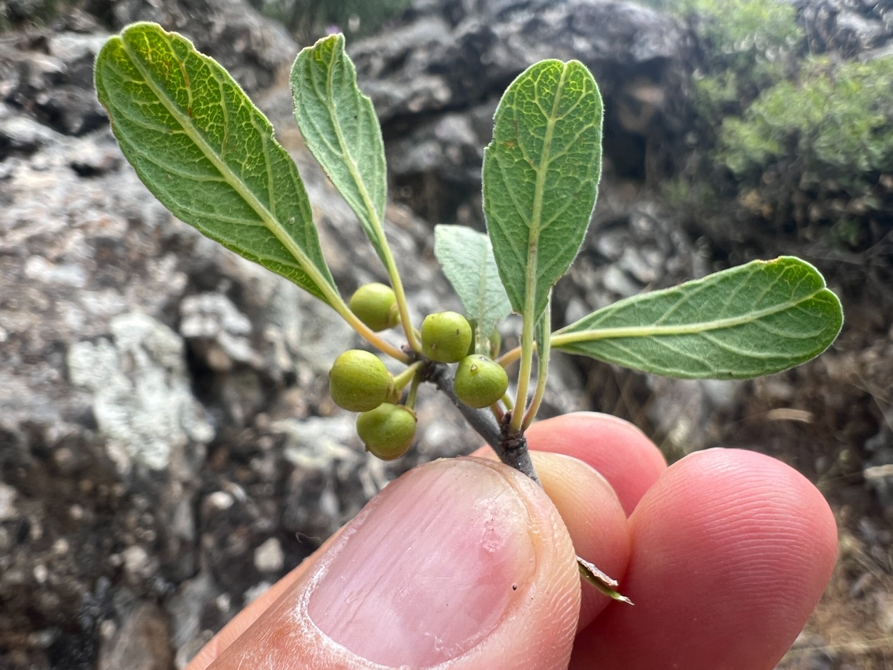 Rhamnus kurdica