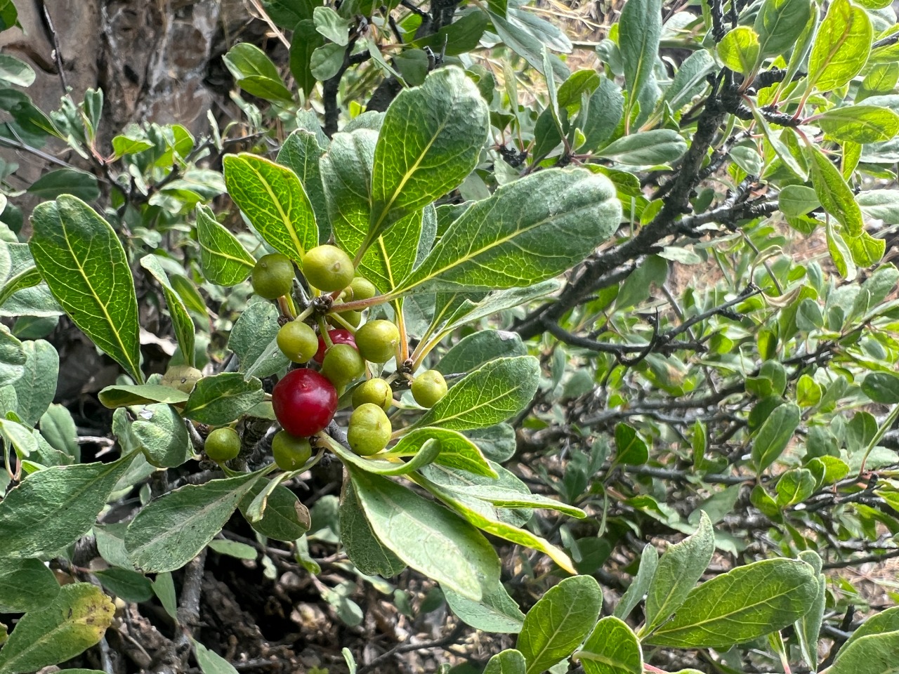 Rhamnus kurdica