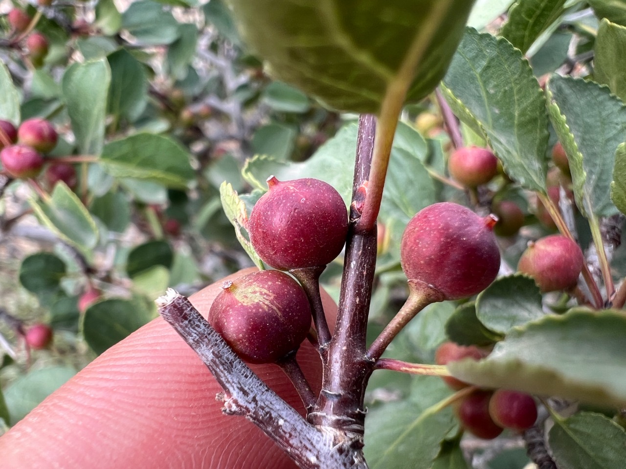 Rhamnus orbiculata