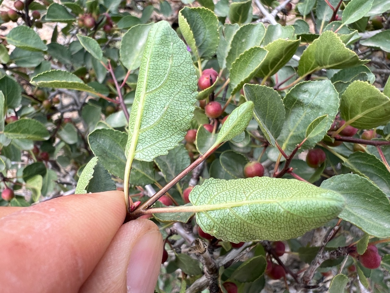 Rhamnus orbiculata